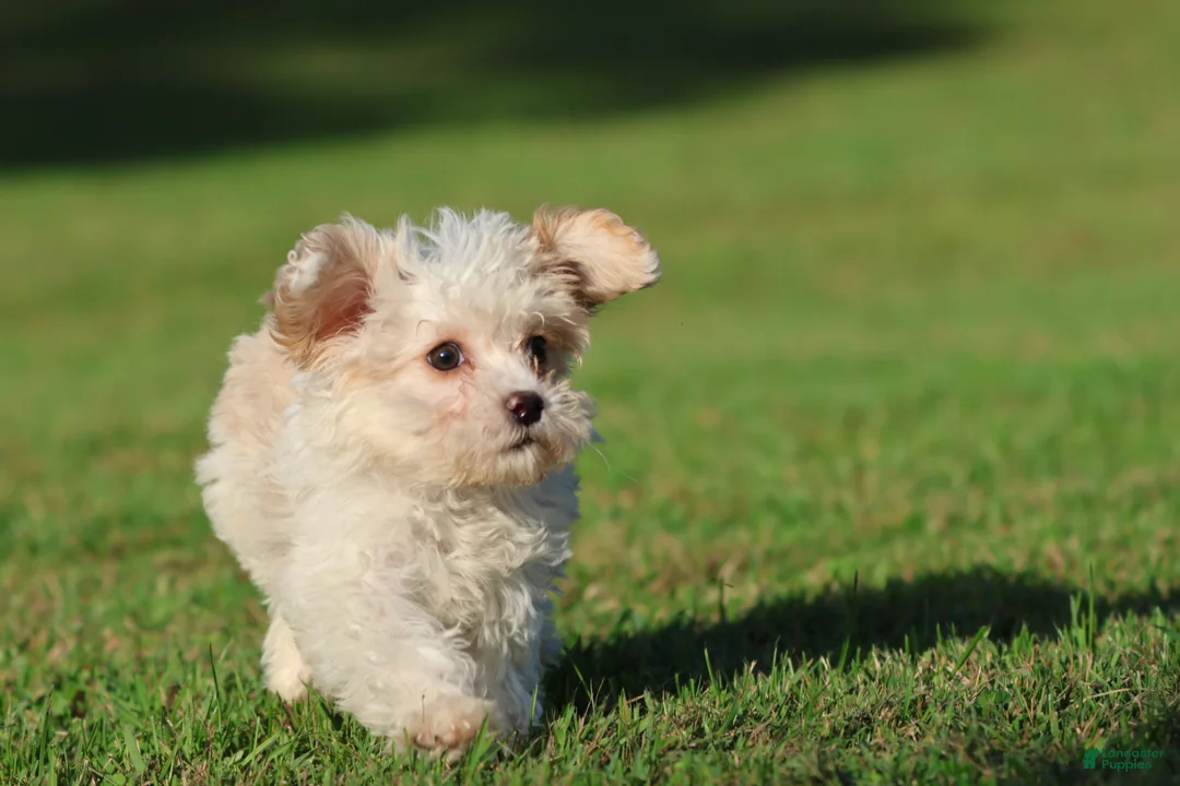Cavapoo dogs for sale: Casper - Ad 3