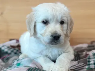 Golden Retriever dogs for sale: Harry - Ad 2