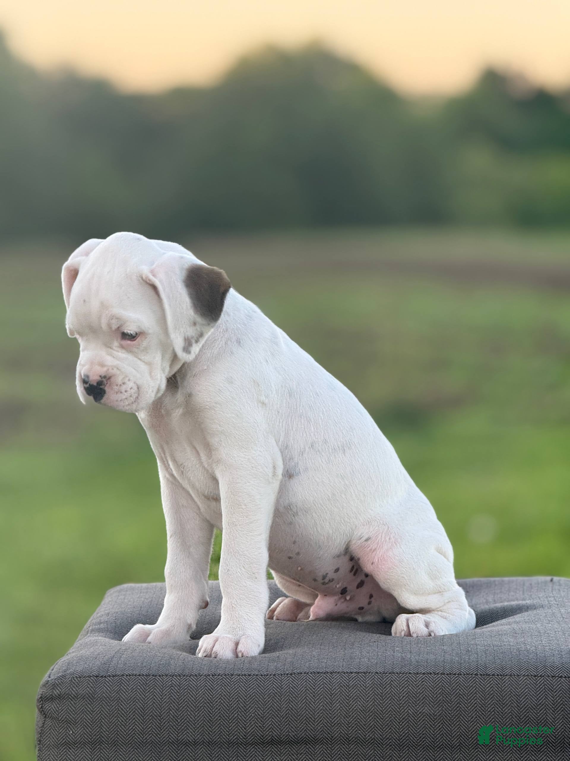 Boxer dogs Marsh Mallow - Ad 1