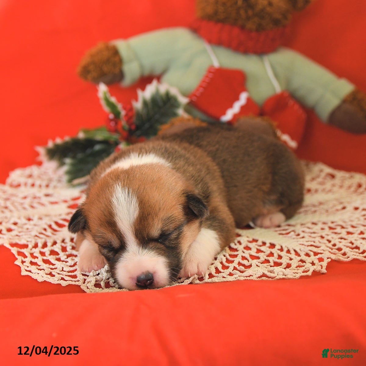 Welsh Corgi Pembroke dogs Phobe - Ad 39