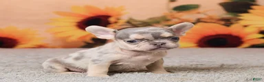 Rubbles