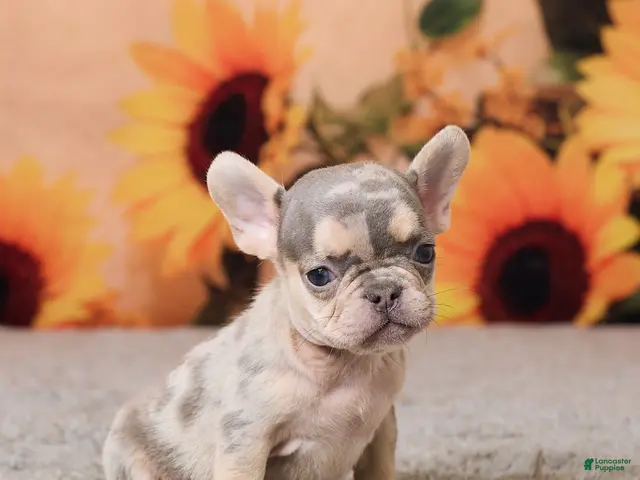 French Bulldog dogs for sale: Rubbles - Ad 1