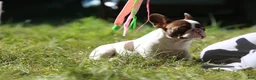 French Bulldog dogs for sale: Luna / girl - Ad 6