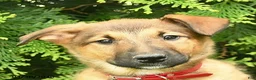 Mixed Breed dogs for sale: Eden  - Ad 5
