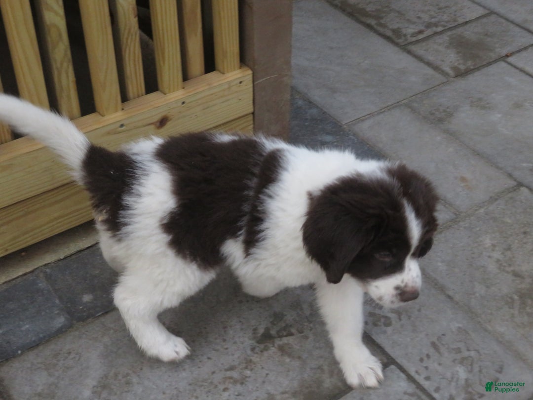 Newfoundland dogs for sale: Chai - Ad 15