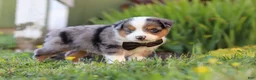 Toy Australian Shepherd dogs for sale: Thomas - Ad 6