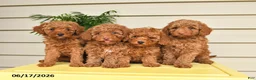 Miniature Poodle dogs for sale: Lennard - Ad 3