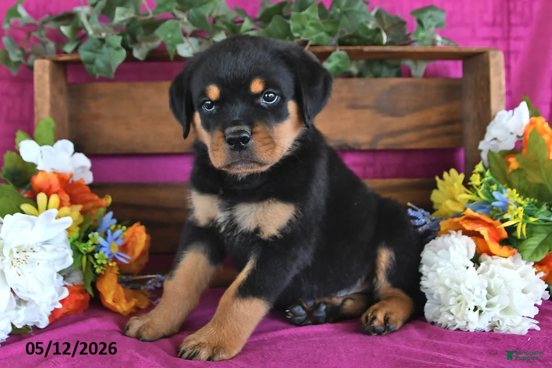 Rottweiler dogs for sale: Major - Ad 1