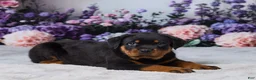 Rottweiler dogs for sale: Gunnar - Ad 4