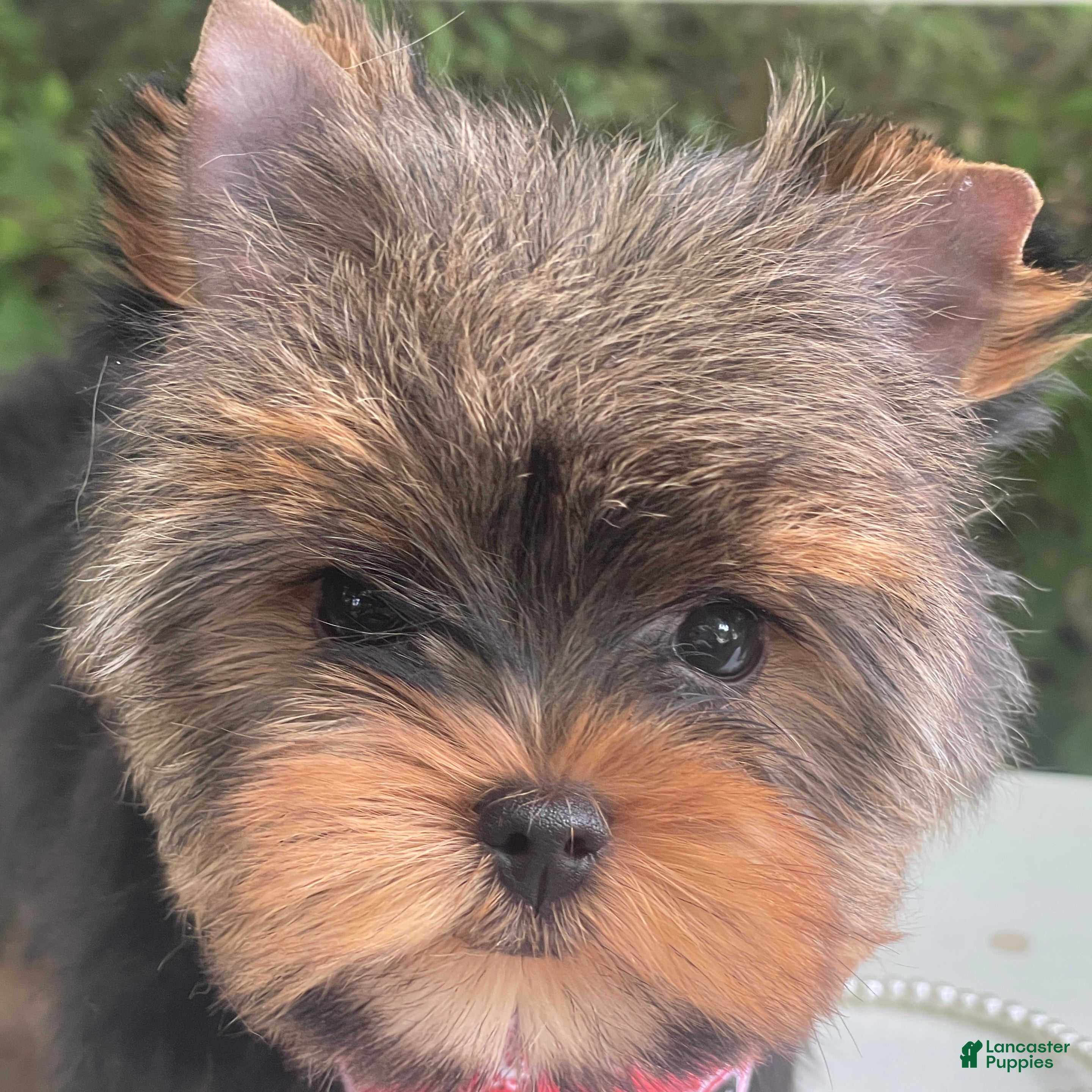 Yorkshire Terrier dogs Cody - Ad 2
