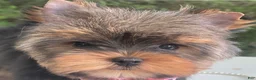 Yorkshire Terrier dogs for sale: Cody - Ad 2