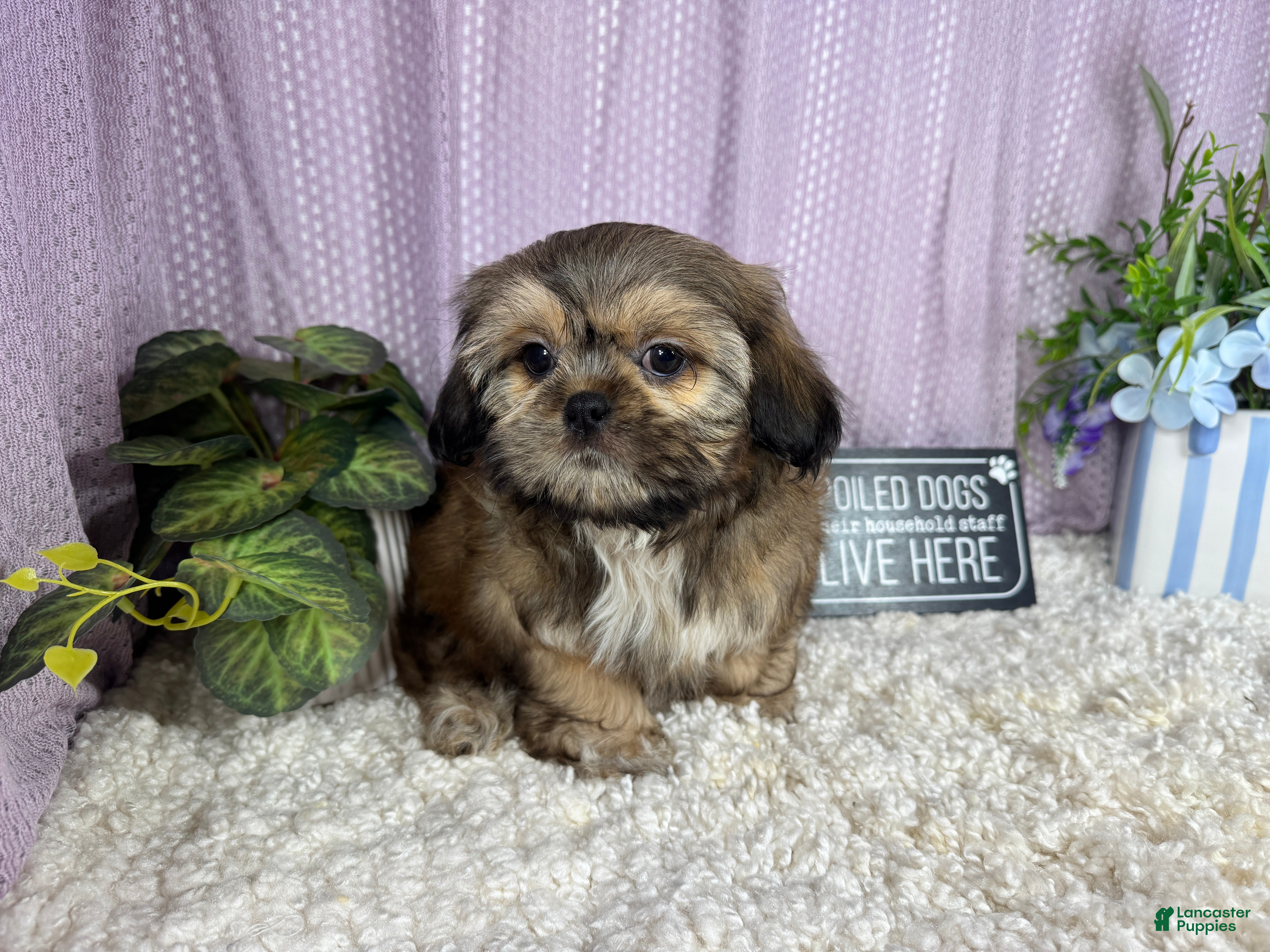 Shih Tzu dogs Shih Tzu 2 - Ad 21