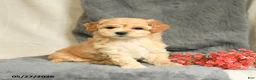 Maltipoo dogs for sale: Snoopy - Ad 2