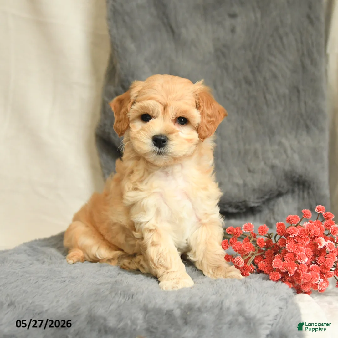 Maltipoo dogs for sale: Snoopy - Ad 2