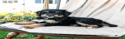 Mini Bernedoodle dogs for sale: Scout - Ad 2