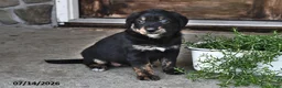 Mixed Breed dogs for sale: Tillie - Ad 4