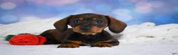 Miniature Dachshund dogs for sale: Millie - Ad 3