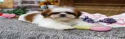 Shih Tzu dogs for sale: Dahlia - Ad 3