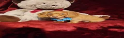 Miniature Dachshund dogs for sale: PEACHES - Ad 4