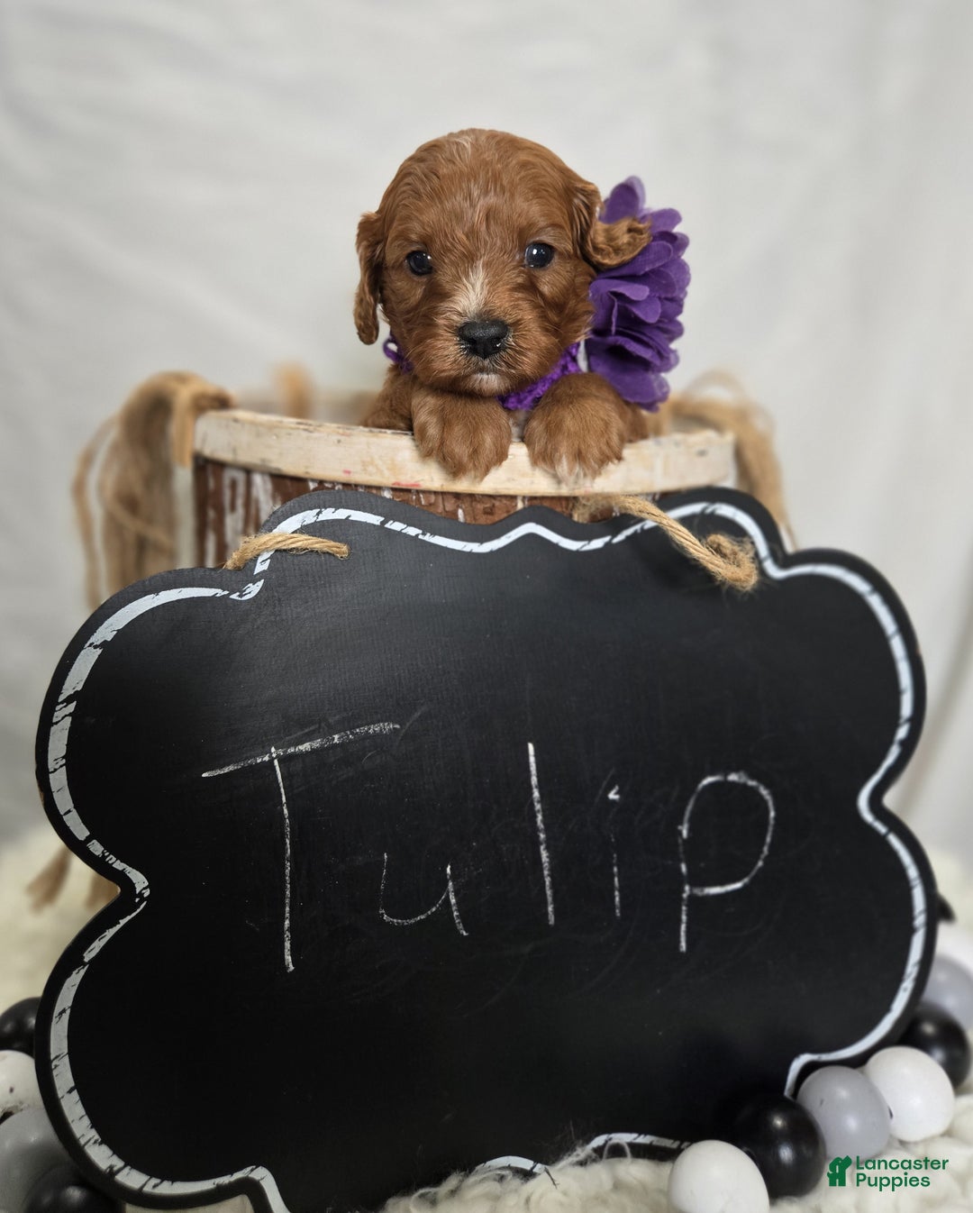 Cavapoo dogs for sale: Tulip - Ad 2