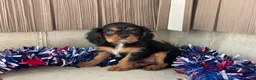 Cavalier King Charles Spaniel dogs for sale: Harmony Cavalier King Charles Spaniel  - Ad 4