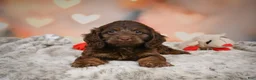 Cockapoo dogs for sale: Sandy - Ad 13