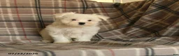 Maltese dogs for sale: Rover  - Ad 9