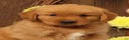 Golden Retriever dogs for sale: Hosea - Ad 9