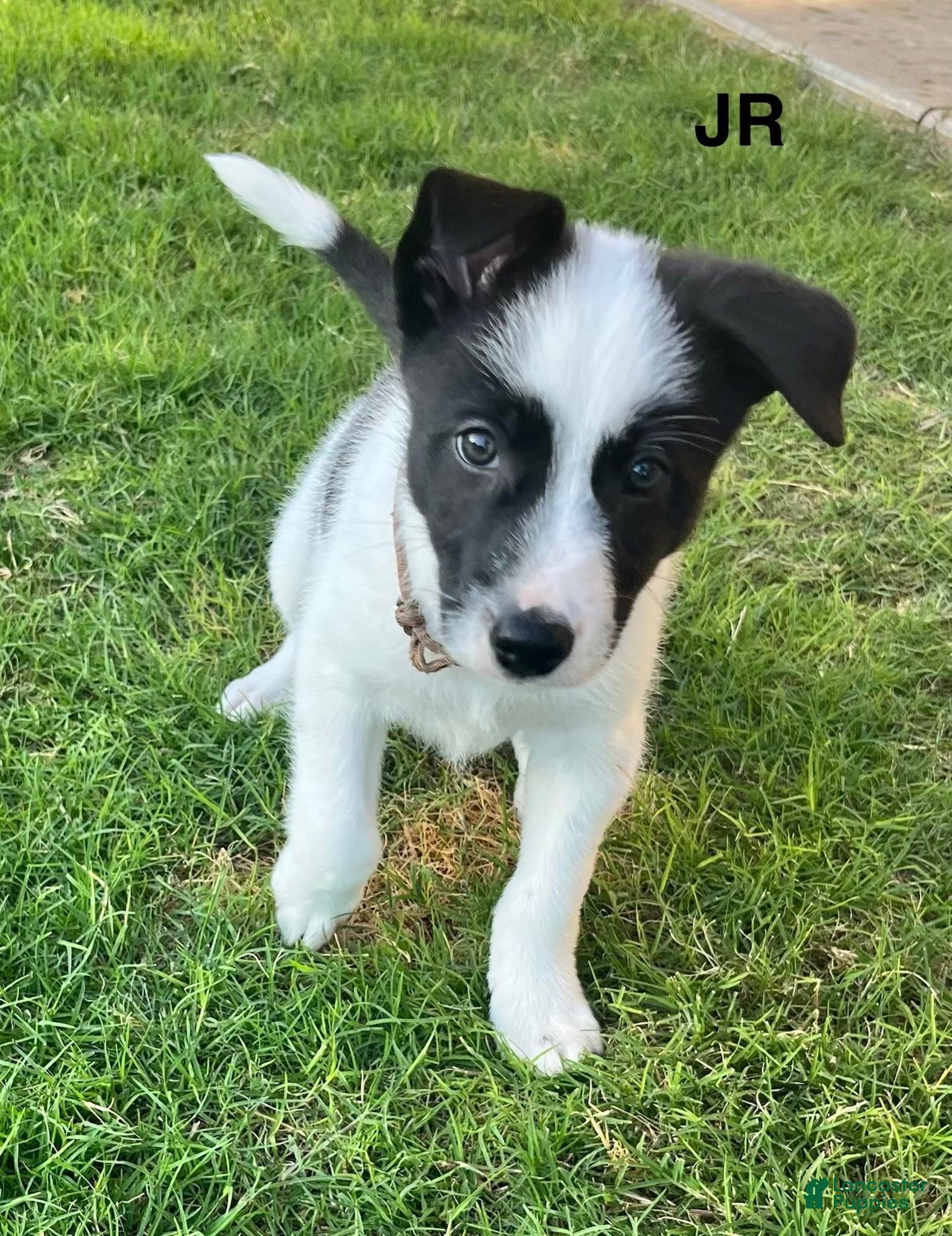 Mixed Breed dogs Junior - Ad 27