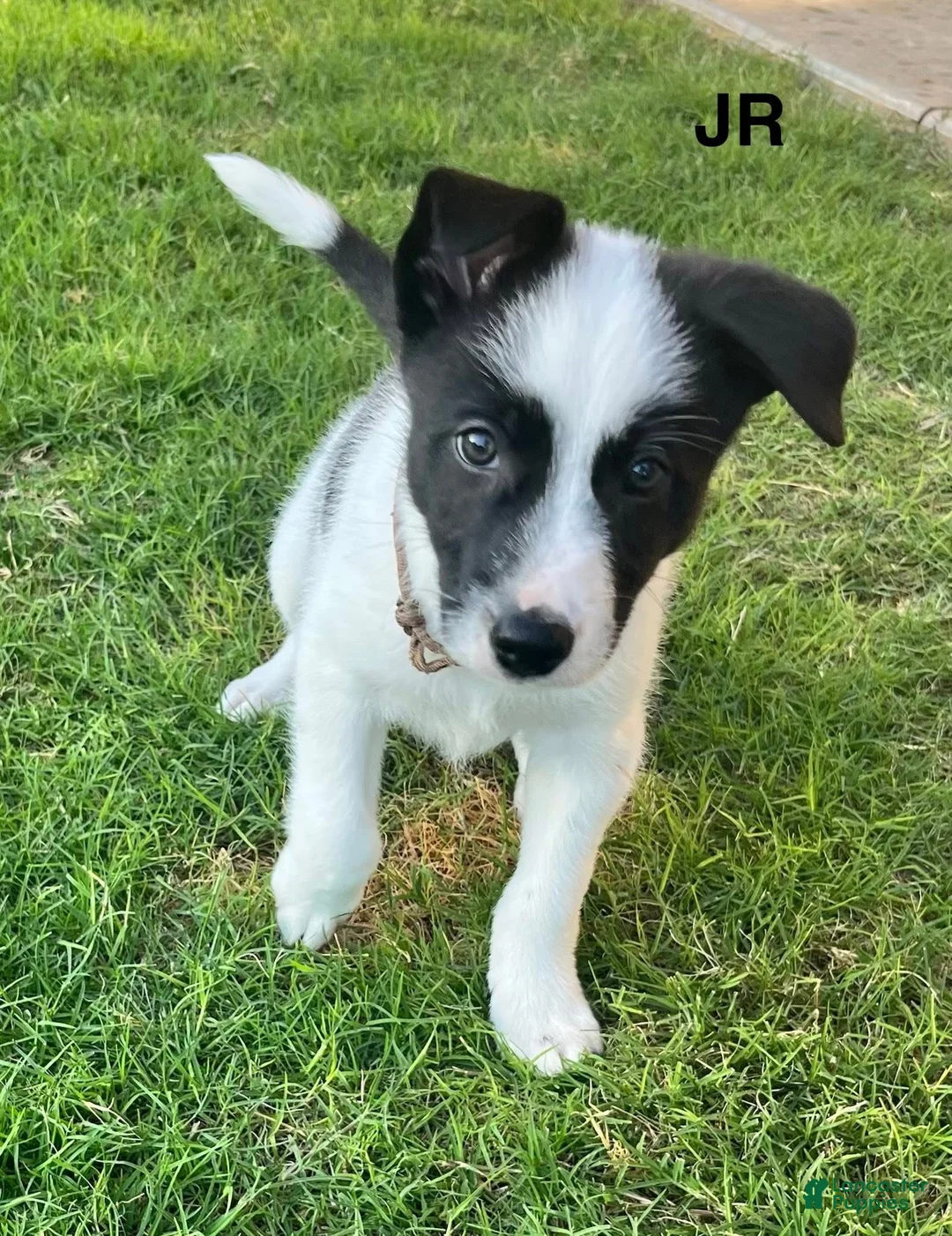 Mixed Breed dogs for sale: Junior - Ad 1