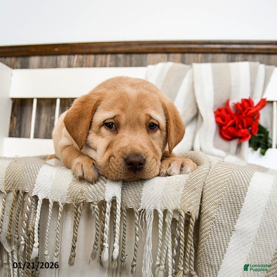 Labrador Retriever dogs Cheddar - Ad 2