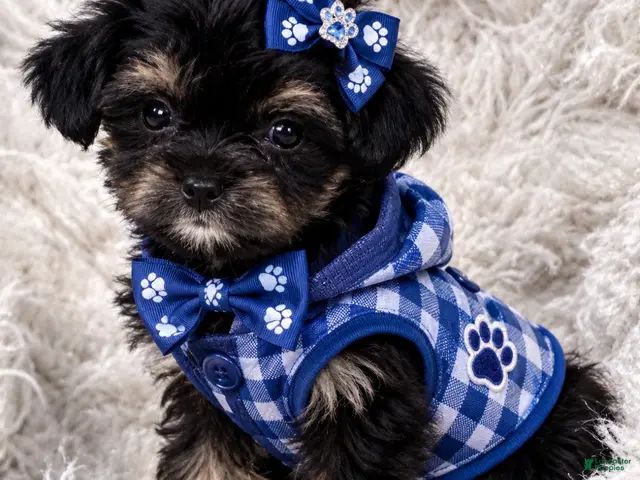 Yorkiepoo dogs Yorkiepoo 1 - Ad 1