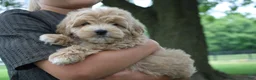 Mini Goldendoodle dogs for sale: Tilly - Ad 2