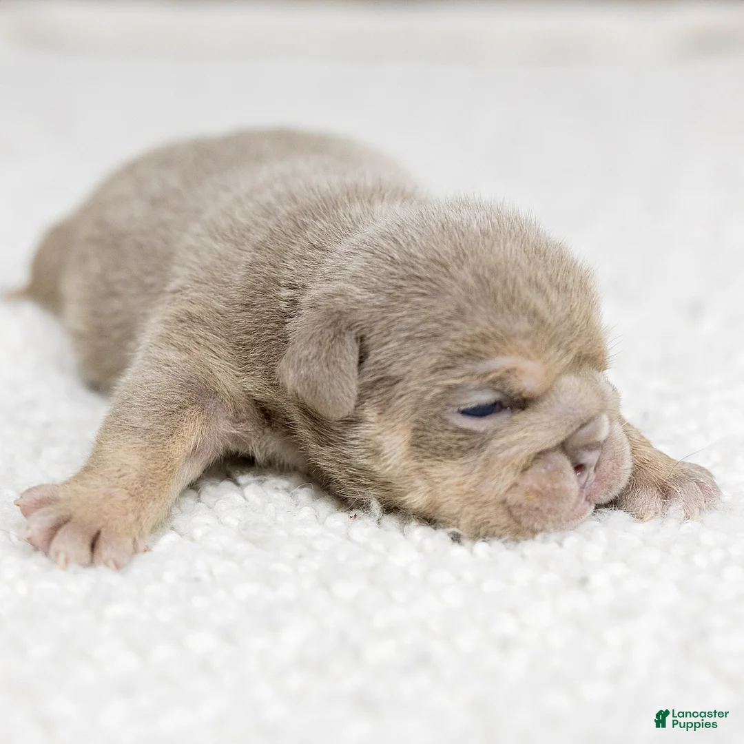 English Bulldog dogs for sale: Marine Rue English Bulldog  - Ad 1