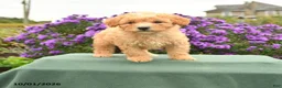 Cavapoo dogs for sale: Hugo - Ad 1