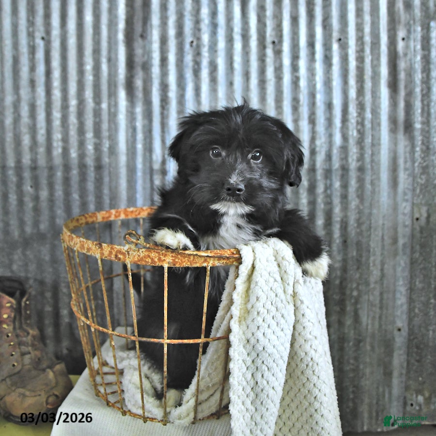 Mixed Breed dogs Dakota - Ad 2