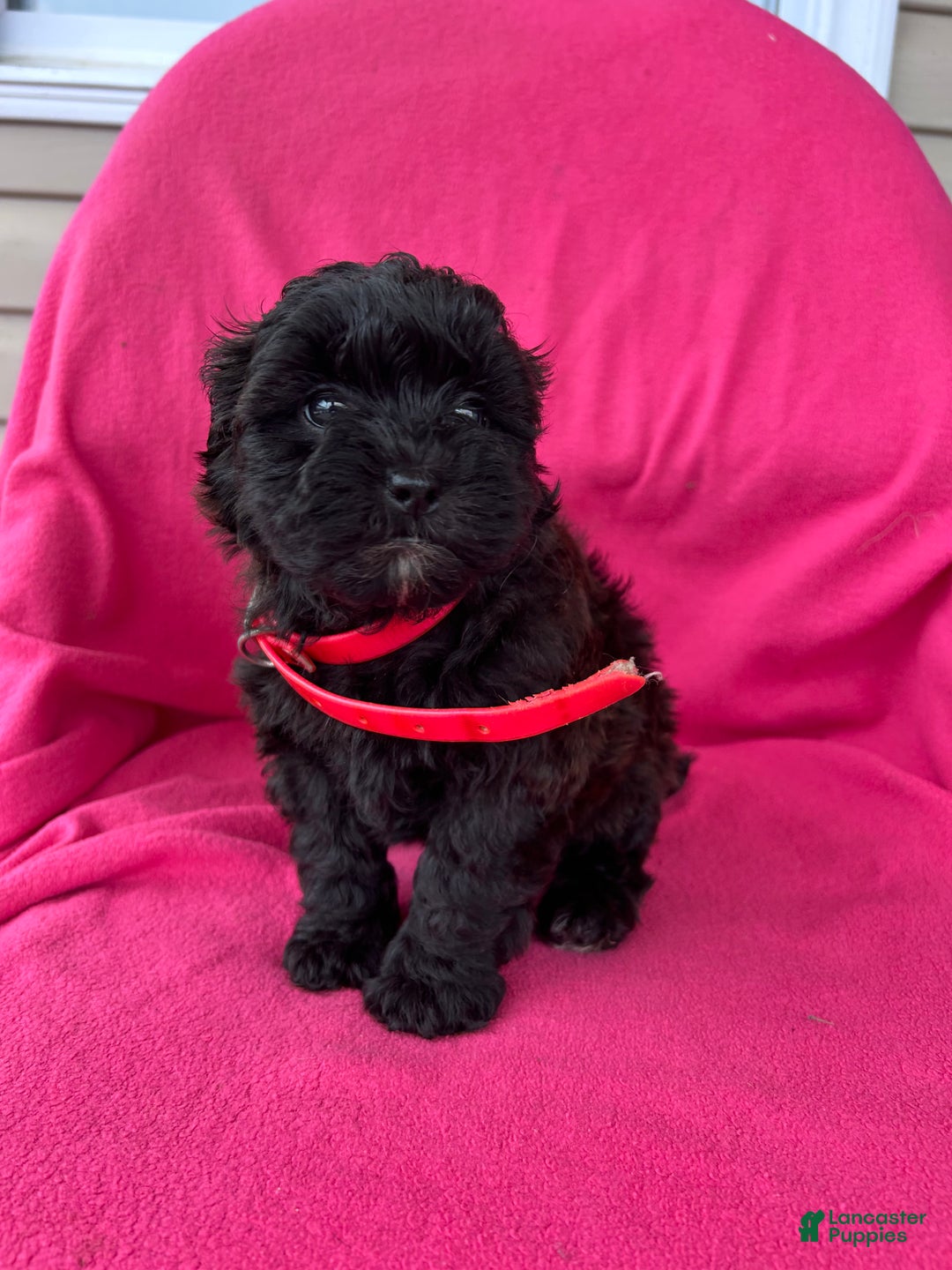 Shihpoo dogs for sale: PRECIOUS - Ad 6