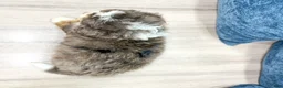 Mini Bernedoodle dogs for sale: Blaze - Ad 5