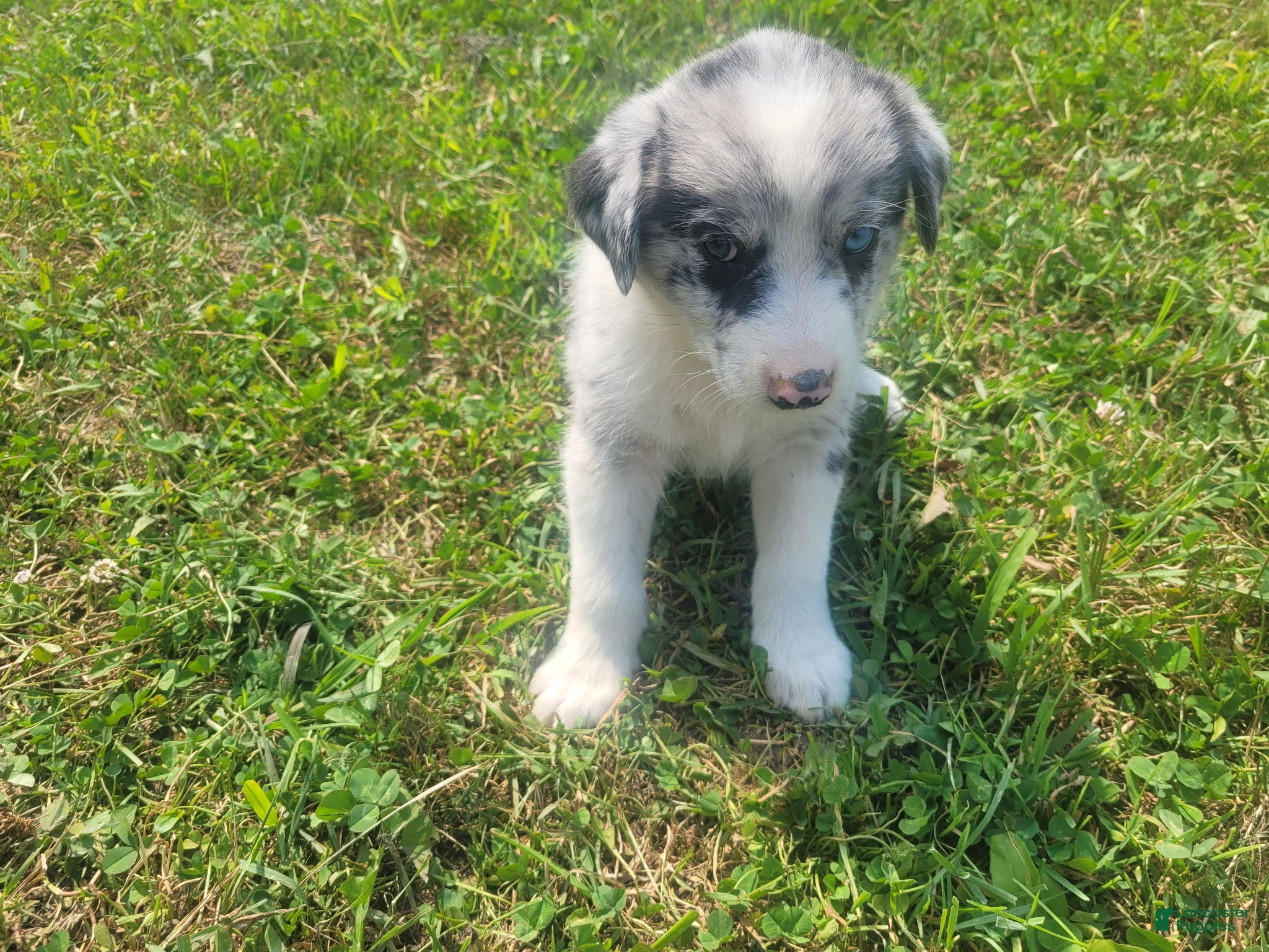 Mixed Breed dogs Ram  - Ad 2