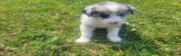 Mixed Breed dogs for sale: Ram  - Ad 2