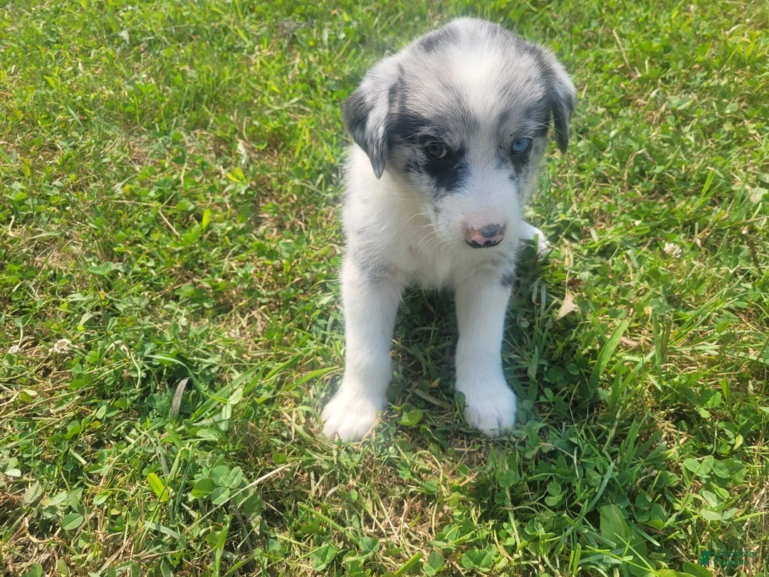 Mixed Breed dogs for sale: Ram  - Ad 2