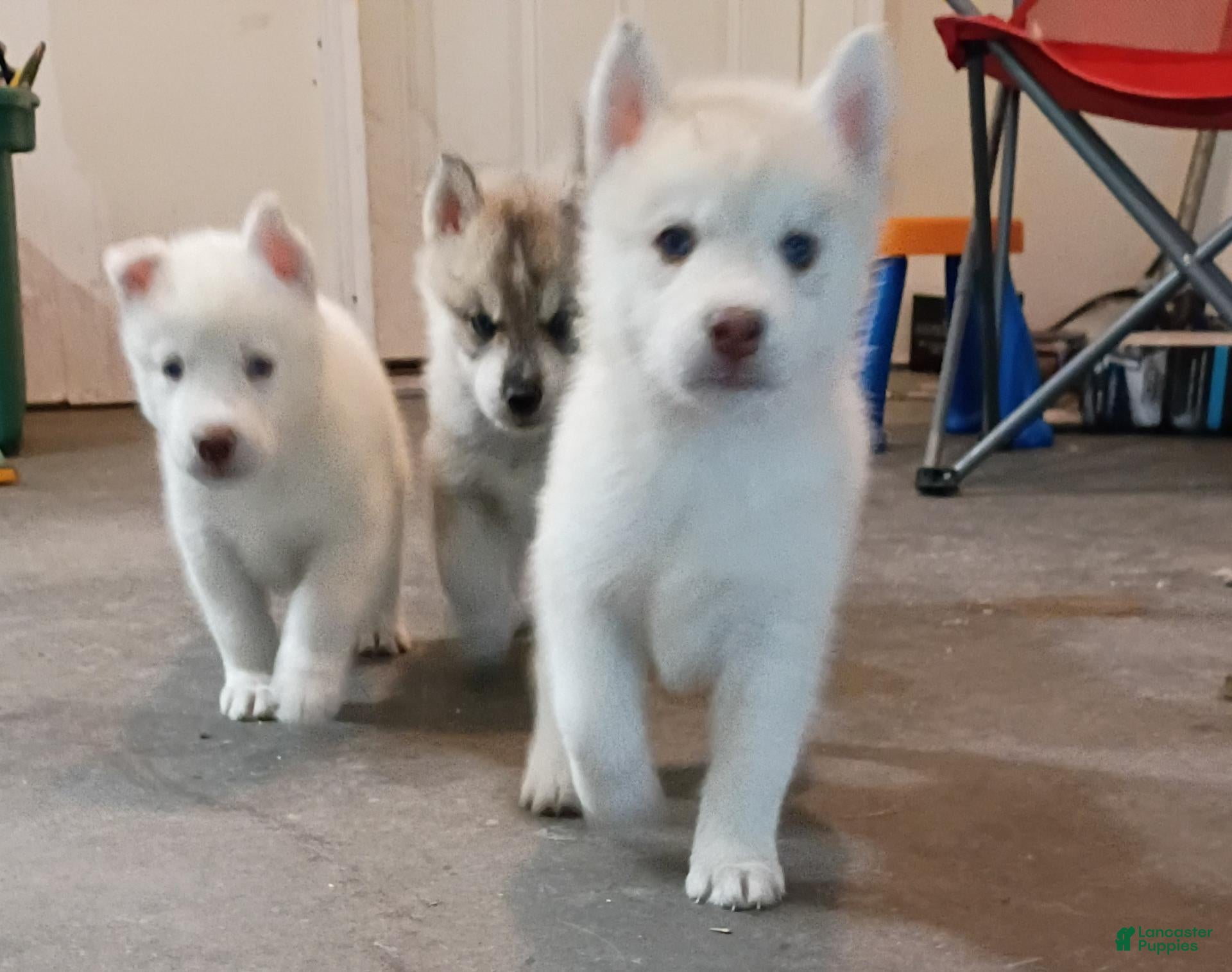 Siberian Husky dogs Female #5 - Ad 1