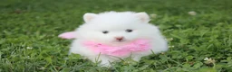 Pomeranian dogs for sale: Heather  - Ad 5