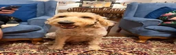 Goldendoodle dogs for sale: Wildcat - Ad 4