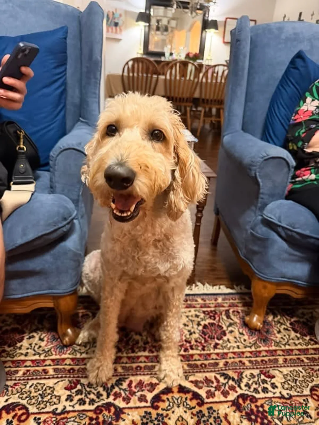 Goldendoodle dogs for sale: Wildcat - Ad 4