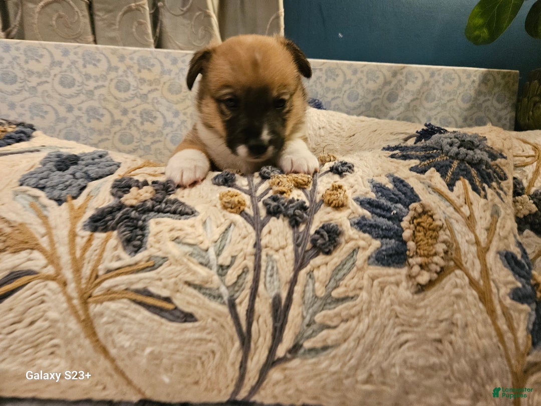 Mixed Breed dogs for sale: Rocky Balboa - Ad 6