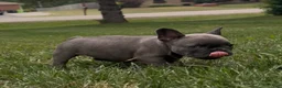 French Bulldog dogs for sale: Sonia - Ad 5