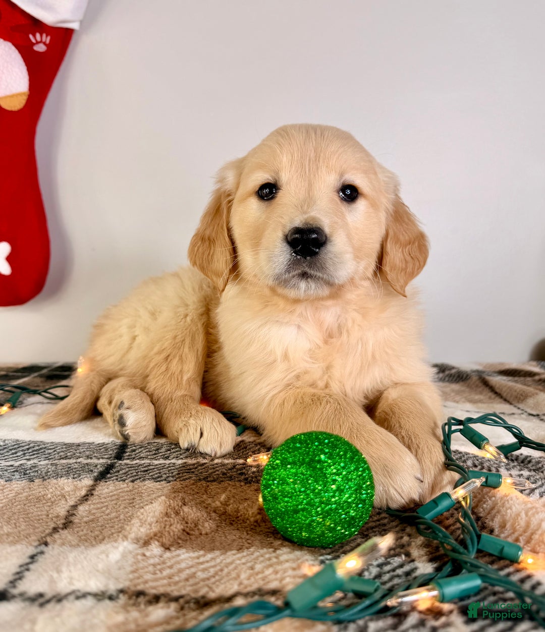 Golden Retriever dogs for sale: AKC Grayson - Ad 4