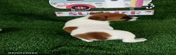 Jack Russell Terrier dogs for sale: Roxy - Ad 3