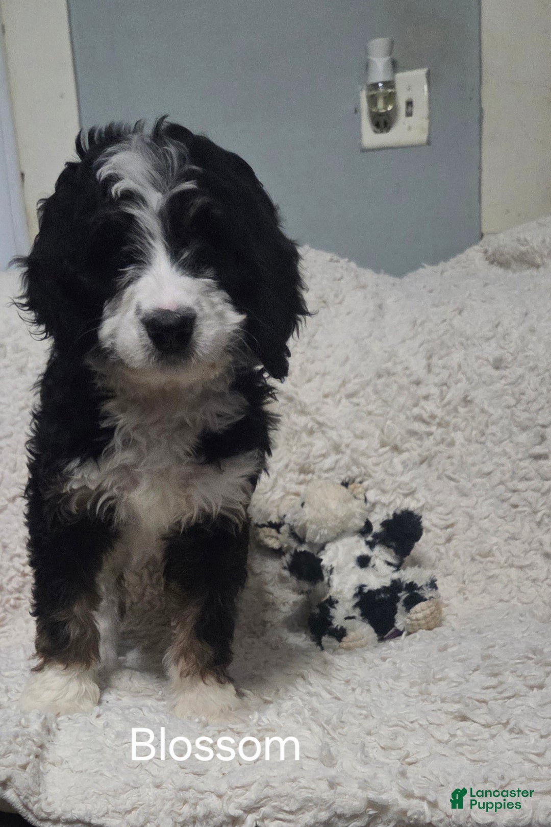 Bernedoodle dogs for sale: Bernedoodle Puppy 1 - Ad 3